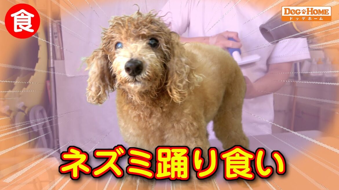 シニア犬がんばれ！　驚愕！！考え方の違い（海外と日本）　【トイプードルのハッピーくんのブロー編】　୨୧∵トリミング サロン DOG HOME ドッグホーム∵୨୧