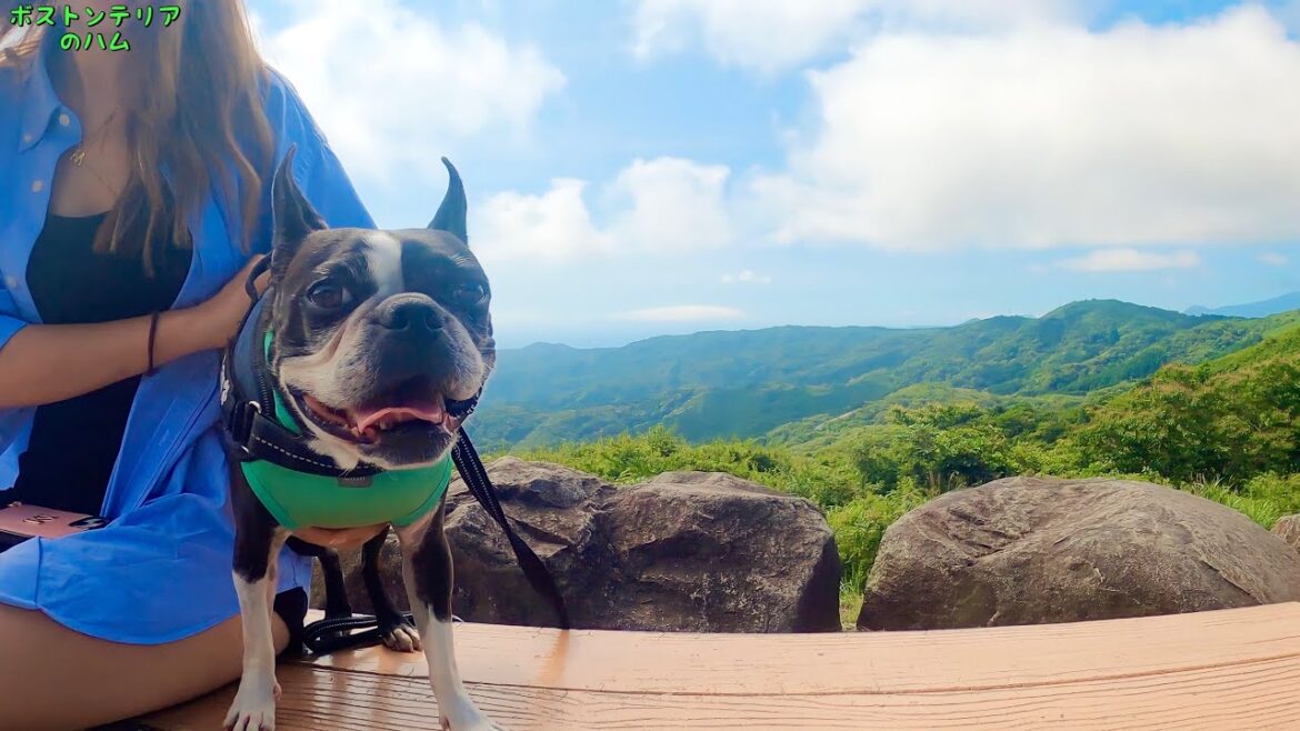 わんこ連れ大歓迎!!伊豆の隠れ家に行ってきました