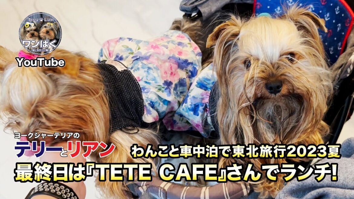 【わんこと車中泊】最終日は福島県いわき『TETE CAFE』さんでランチ❣️『中郷SA』では謎の石碑群が？？ 4K映像【東北旅行2023夏】