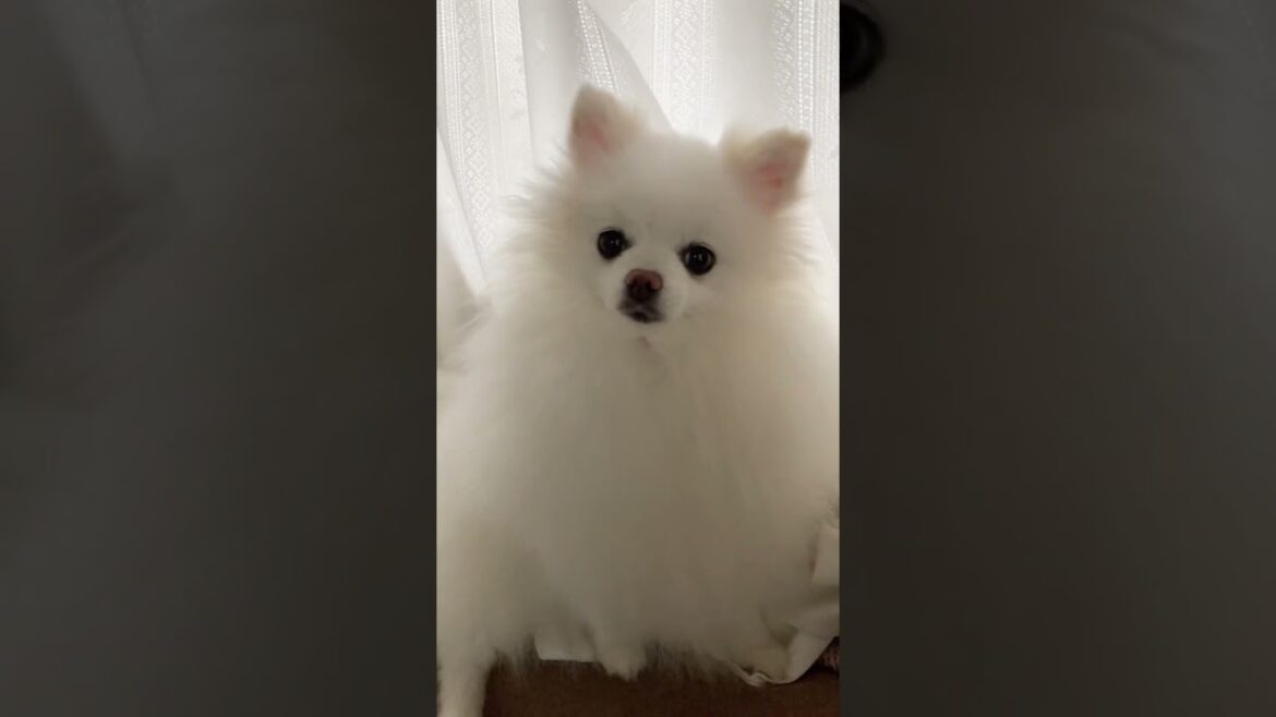 今日のポメラニアン　 #ポメラニアン #モコちゃんねる #子犬