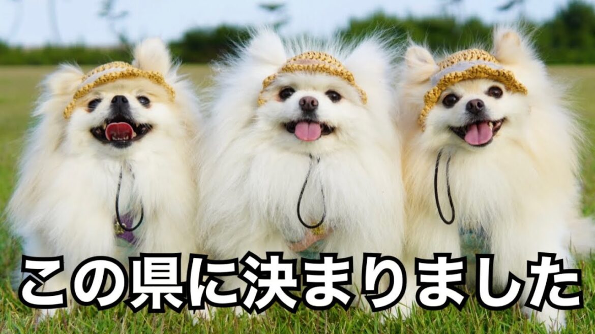 ３姉妹ポメラニアンがあなたの所に会いに行きます【第二弾】