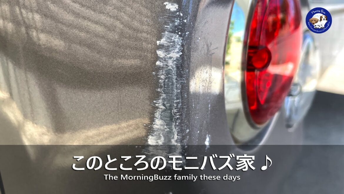 【日常】このところのモニバズ家♪コーイケルホンディエのテラとノヴァスコシアダックトーリングレトリバーのピコとの暮らし