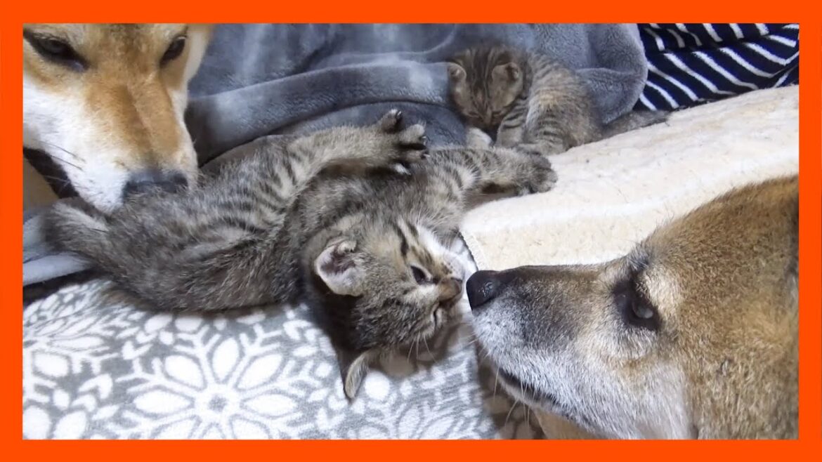 【R村の歴史】キジトラ子猫2匹と距離が近くなった柴犬たちの優しさが溢れる1日