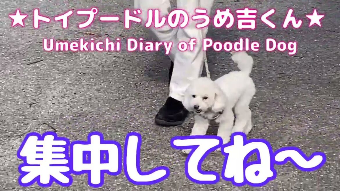 集中してね〜 ★トイプードルのうめ吉くん(1043日目)★Umekichi Diary of Poodle Dog