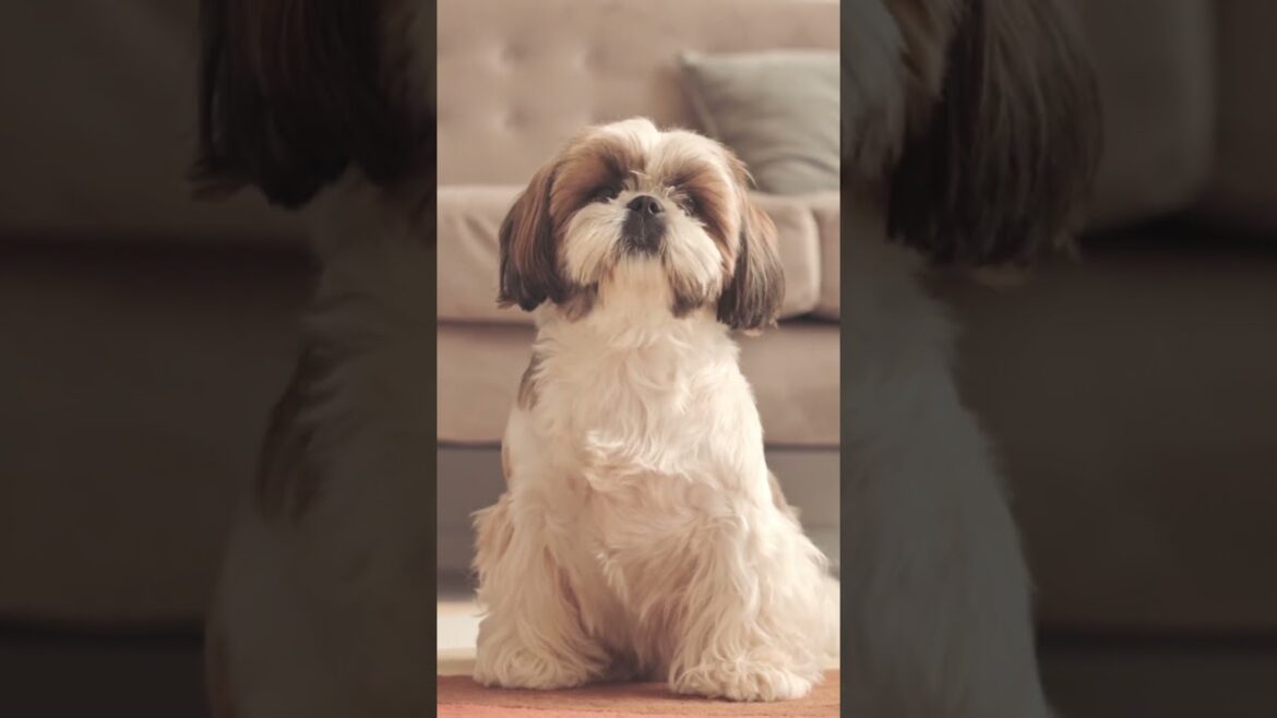 A small dog breed often said to be relatively easy for beginners to raise. #shorts #shihtzu