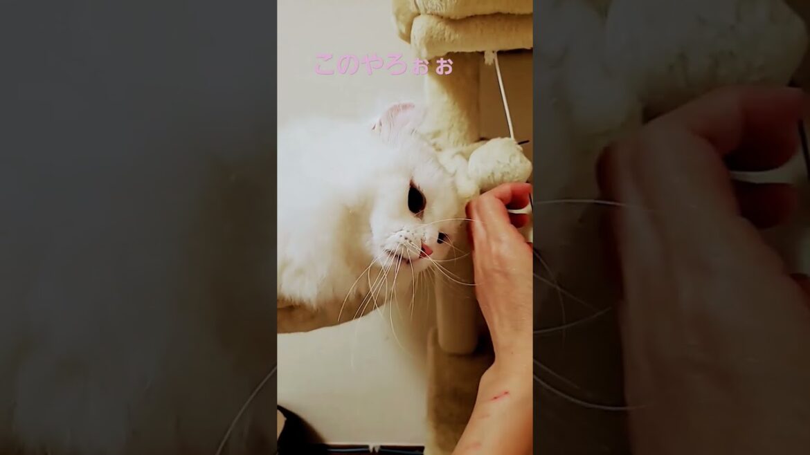 【オッドアイ幸せを運ぶねこ】あなた猫ですよね？噛みつき亀はいないはずなんですが#猫#cat#キンカロー#オッドアイ#shorts