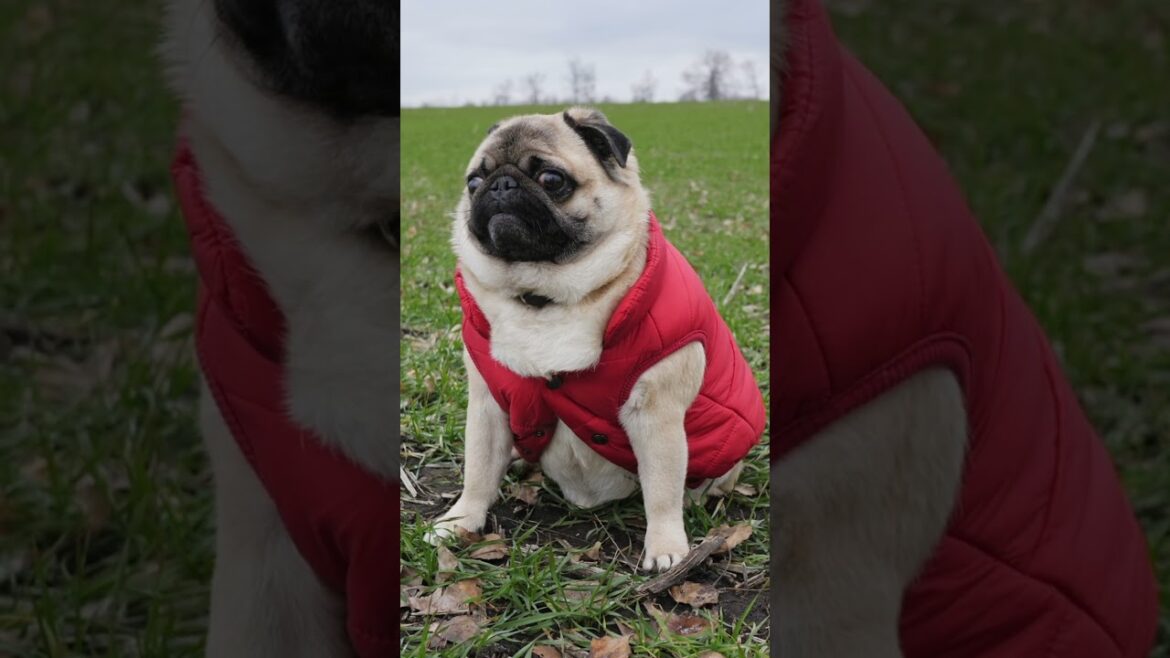 A small dog breed often said to be relatively easy for beginners to raise. #shorts #pug