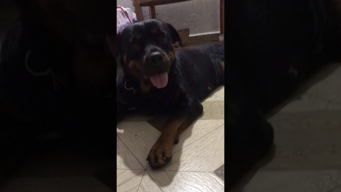 Handsome Hunk American #rottweiler #trending #dog #viralvideo #pets