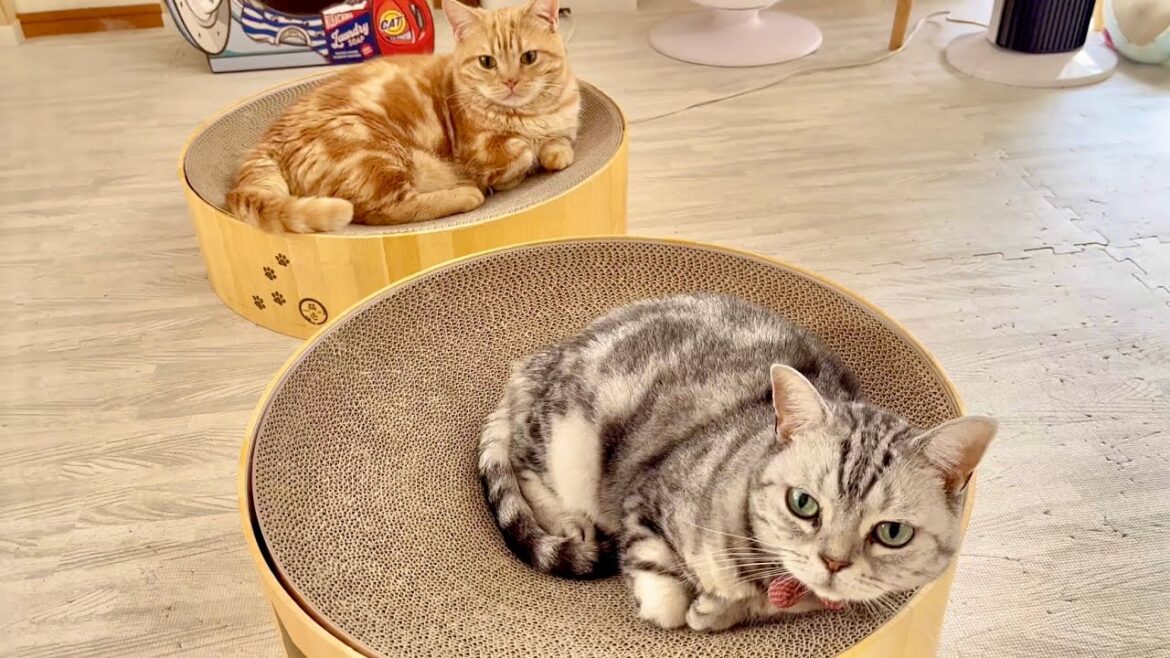 ちゃーぼーと仲良しなあいちゃん