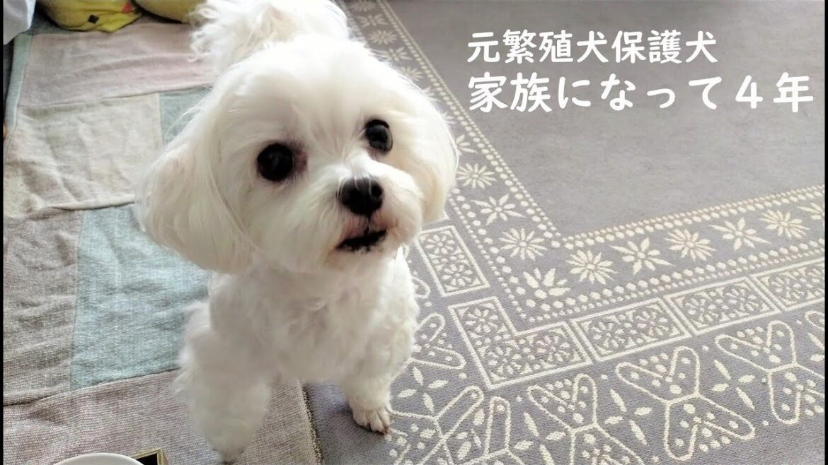 ごはんは舞って待つ元繁殖犬保護犬マルチーズ/家族になって4年間ずっと変わらないとにかく可愛い食前の舞♪ ごはんは舞って待つ元繁殖犬保護犬マルチーズ/家族になって4年間ずっと変わらないとにかく可愛い食前の舞♪