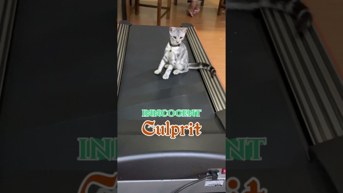 American Shorthair Cats At War … แมวน้อยน่ารักในสงคราม #americanshorthair American Shorthair Cats At War ... แมวน้อยน่ารักในสงคราม #americanshorthair