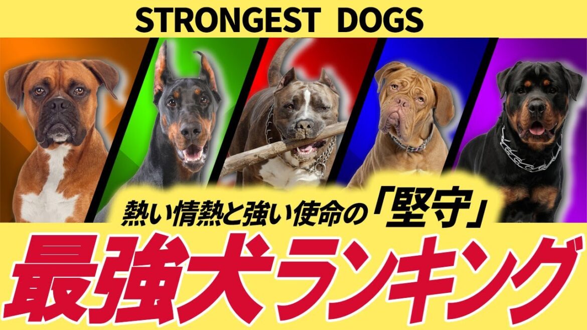【最強！】堅守と呼ばれる騎士のような最強犬ランキングＴＯＰ１０