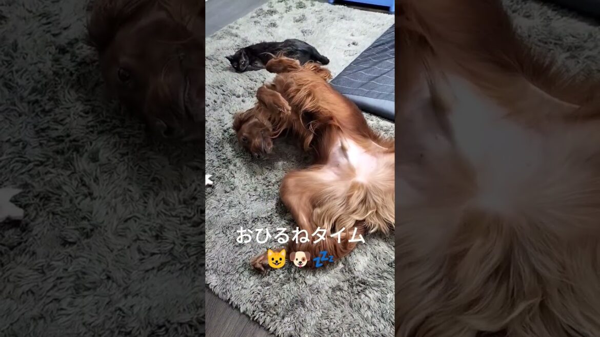 おひるねタイム #irishsetter #アイリッシュセッター #大型犬 #大型犬のいる生活 #ペット #犬のいる暮らし #猫のいる暮らし