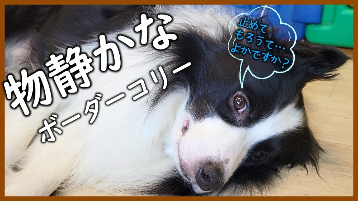 物静かに意思表示をするボーダーコリーが可愛い😊|モアちゃん♪ 物静かに意思表示をするボーダーコリーが可愛い😊|モアちゃん♪