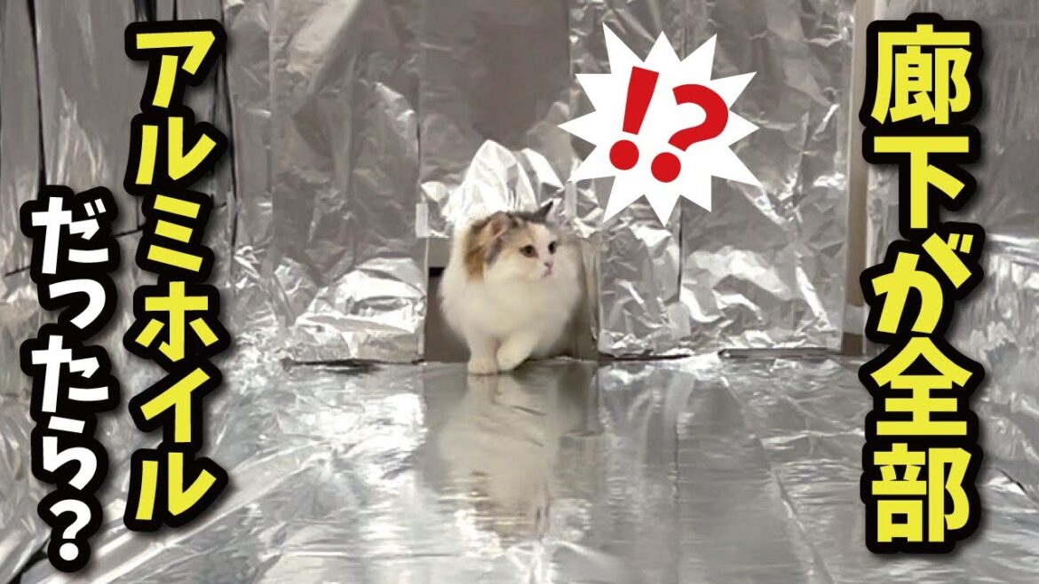 【検証】猫は本当にアルミホイルを嫌がるのか…！？