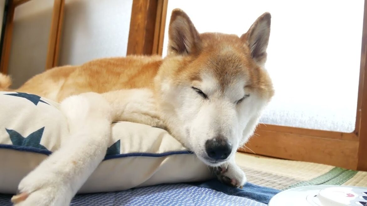 睡魔と戦う柴犬（しかし撃沈…☆）