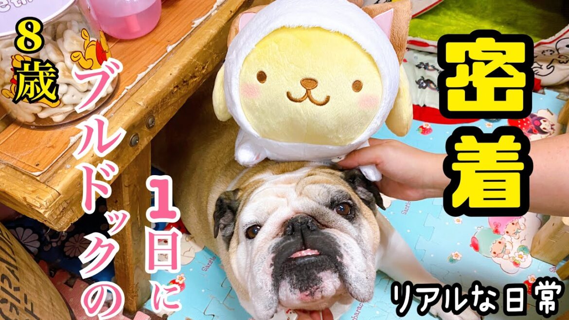 ブルドッグじぇしかとママのリアルな1日【犬の居る暮らしって幸せ】 ブルドッグじぇしかとママのリアルな1日【犬の居る暮らしって幸せ】