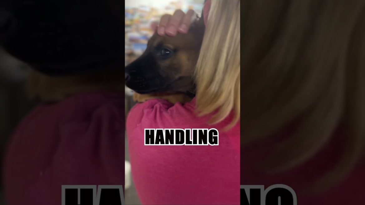 Malinois Training -The Ultimate Guide to Mastering Puppy Training for Massive Success! #malinois
