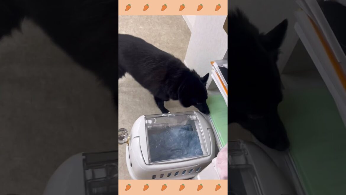犬のようちえん・ほいくえん・お泊りトレーニング＃スキッパーキ#犬のしつけ#shorts