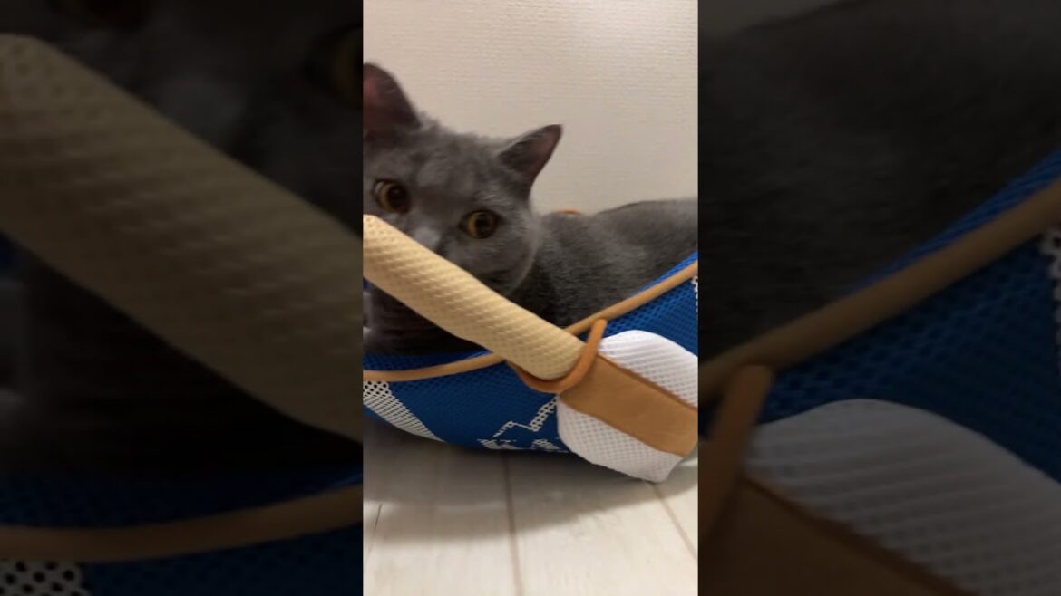 転覆しかけている猫    #cat #ねこ #シャルトリュー #chartreux #kawaii #にゃんこ #ネコ #japan #かわいい#Wellerman