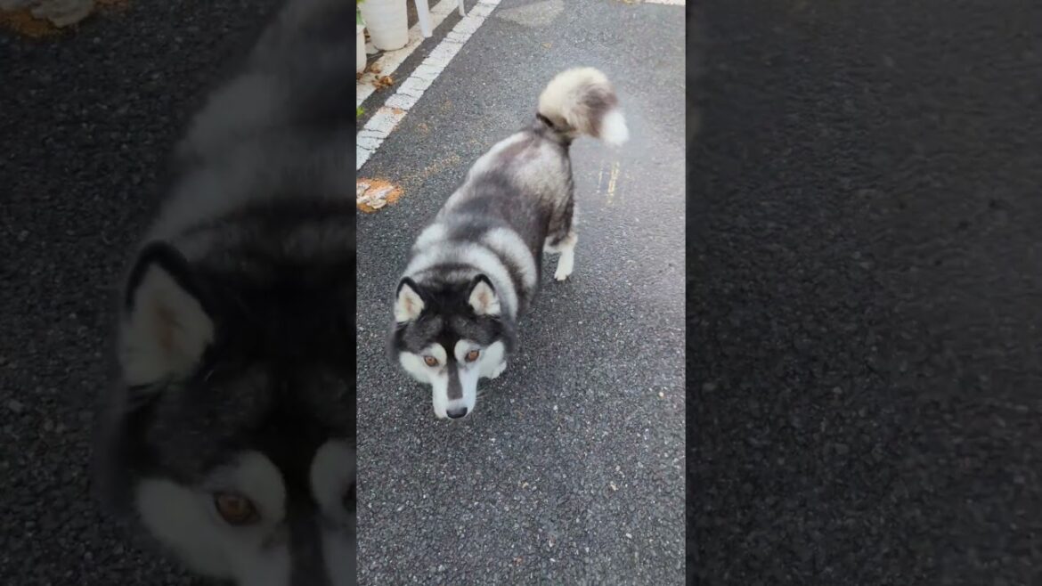 さよなら おやつ 里親制度 シベリアンハスキーの本日の楽しみ