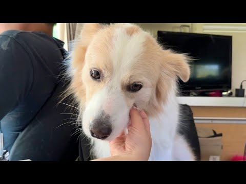 人間の子供みたいに、わかりやすく拗ねる犬がこちらです…。【#ボーダーコリー #ゴールデンレトリバー 】 人間の子供みたいに、わかりやすく拗ねる犬がこちらです...。【#ボーダーコリー #ゴールデンレトリバー 】