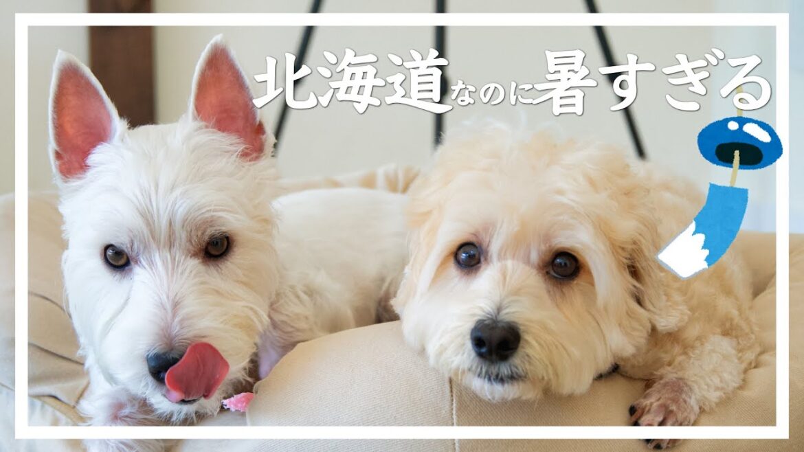 ここ北海道ですよ?暑すぎる夏とウエスティとモコモコマルプー ここ北海道ですよ?暑すぎる夏とウエスティとモコモコマルプー