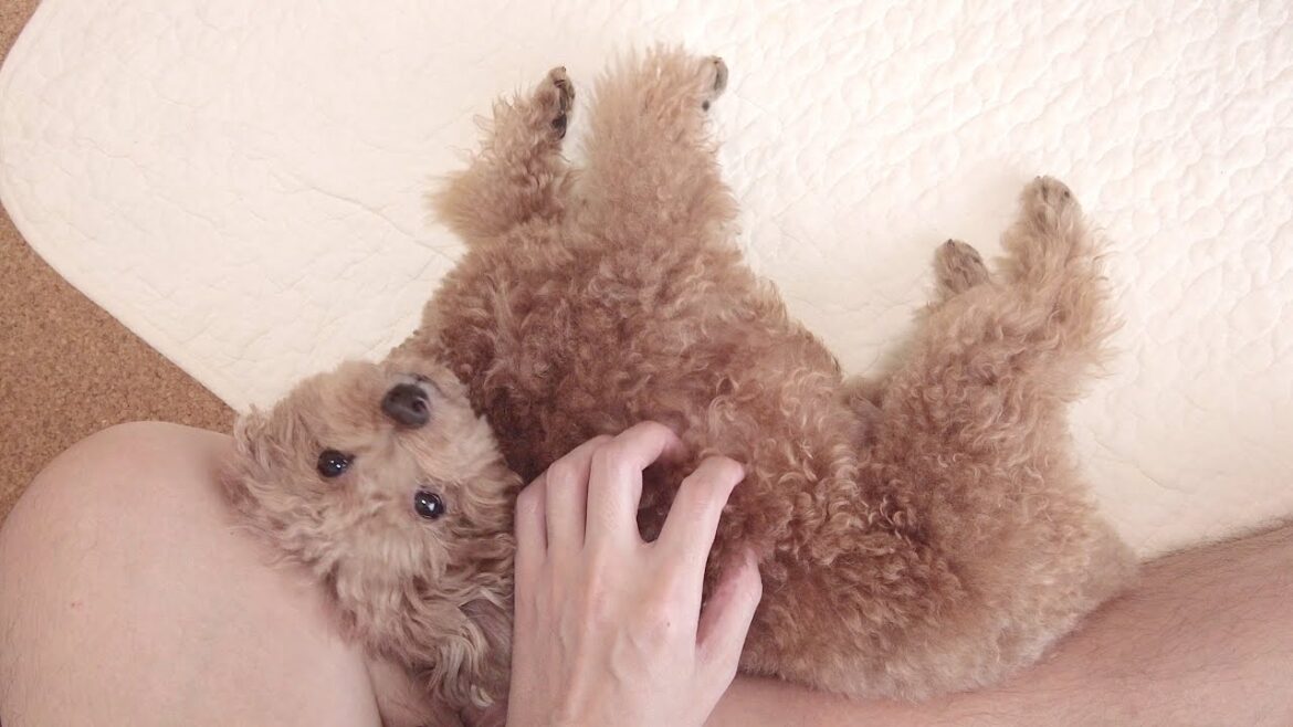 内視鏡検査で半日いないはずの飼い主が突然帰ってきた愛犬の反応がこちら