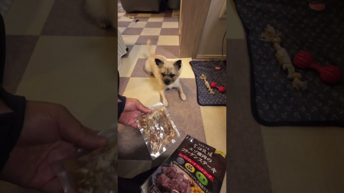 4歳になりました。ケアンテリアとパグのハーフ犬、ケアーンパグのまめ、女の子です。好きな食べ物はジビエ料理です。