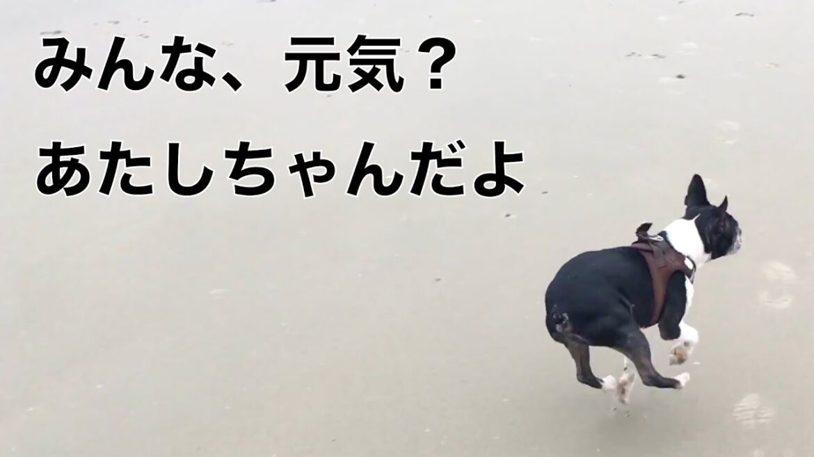 あたしちゃんの思い出と新しい家族の紹介