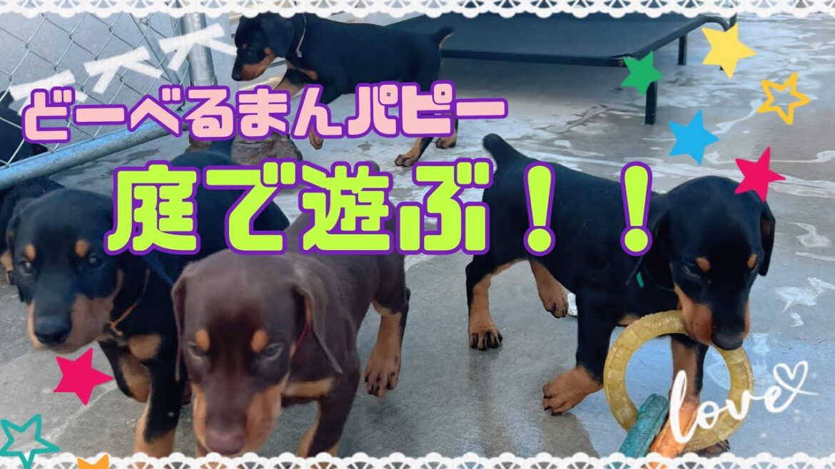 大きくなった￼ドーベルマンパピー！