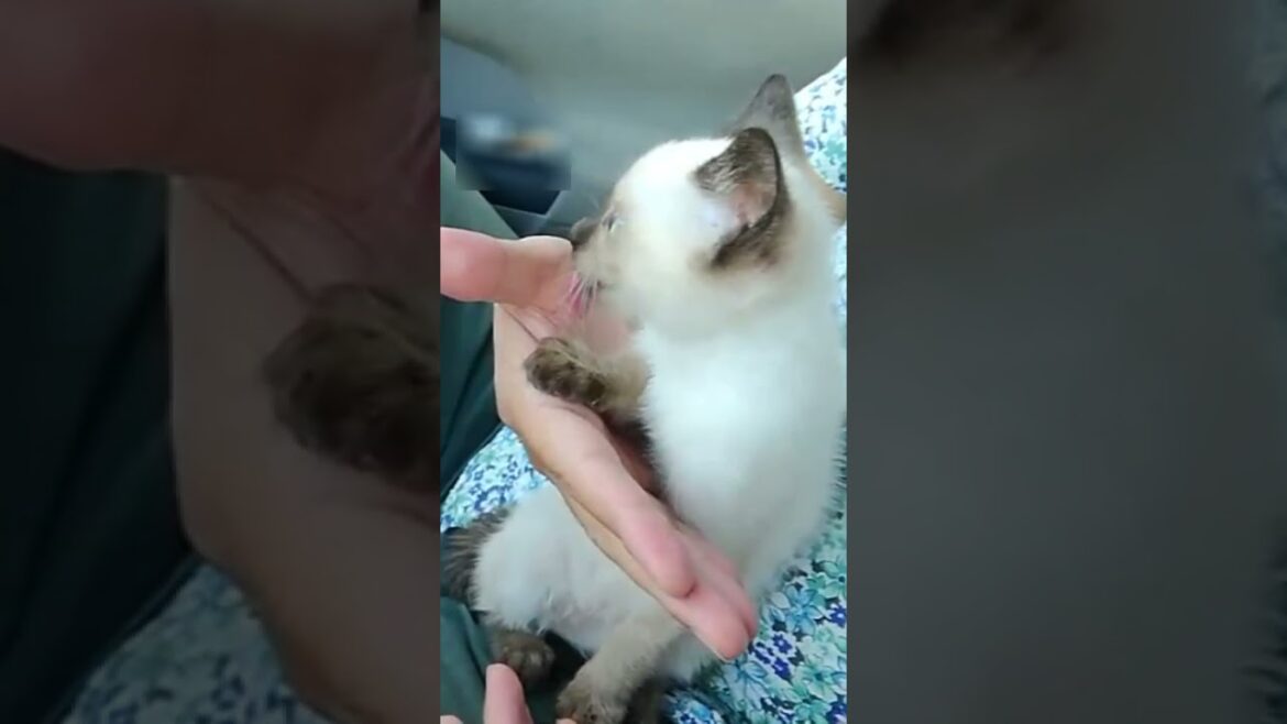 保護したばかりの赤ちゃんシャム子猫🦷👶 #Shorts