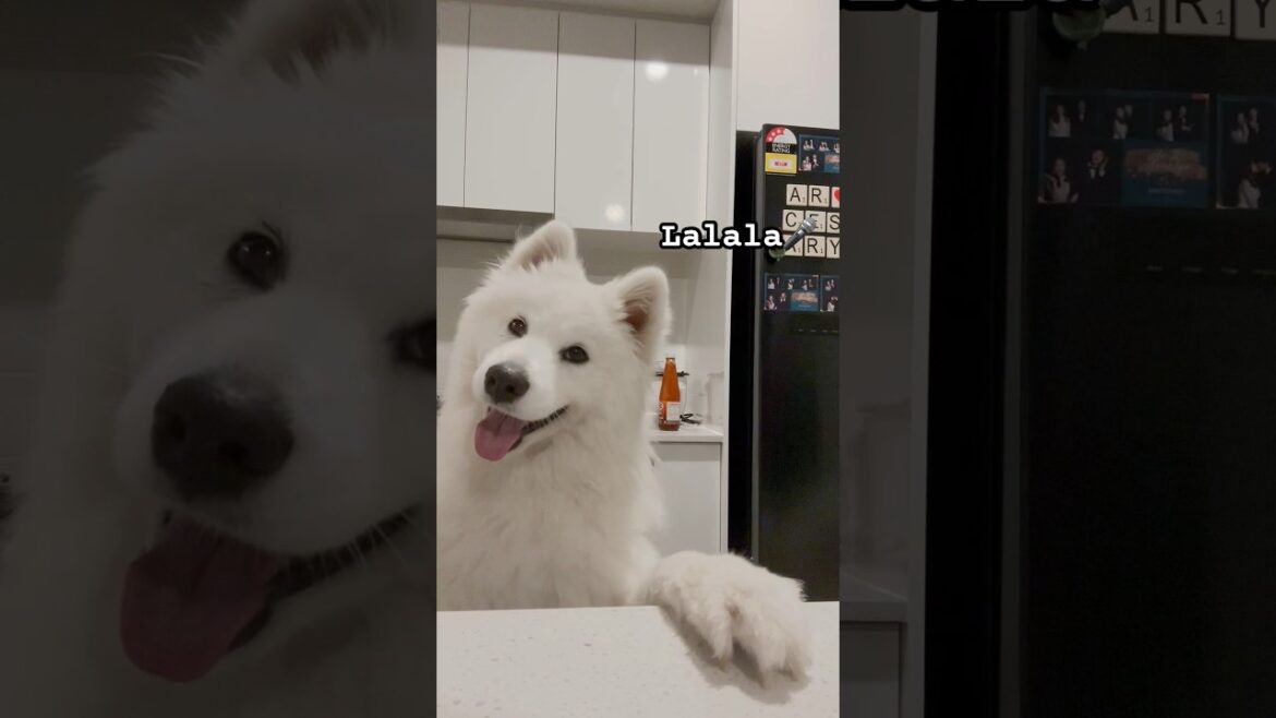 Rate our singing from 1 - 10 😂 #samoyed #dog #singing #viral #shorts #funny #shortsvideo #talent