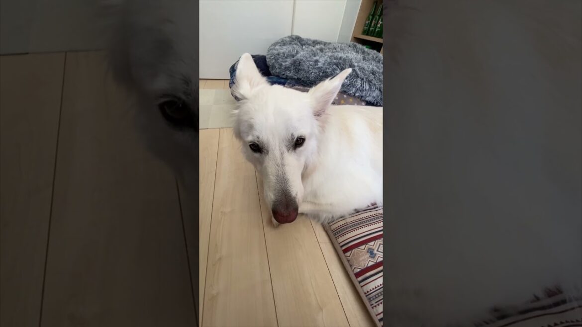 暑い時もママのトントンでお昼寝したいホワイトシェパードがこちらです。#shorts