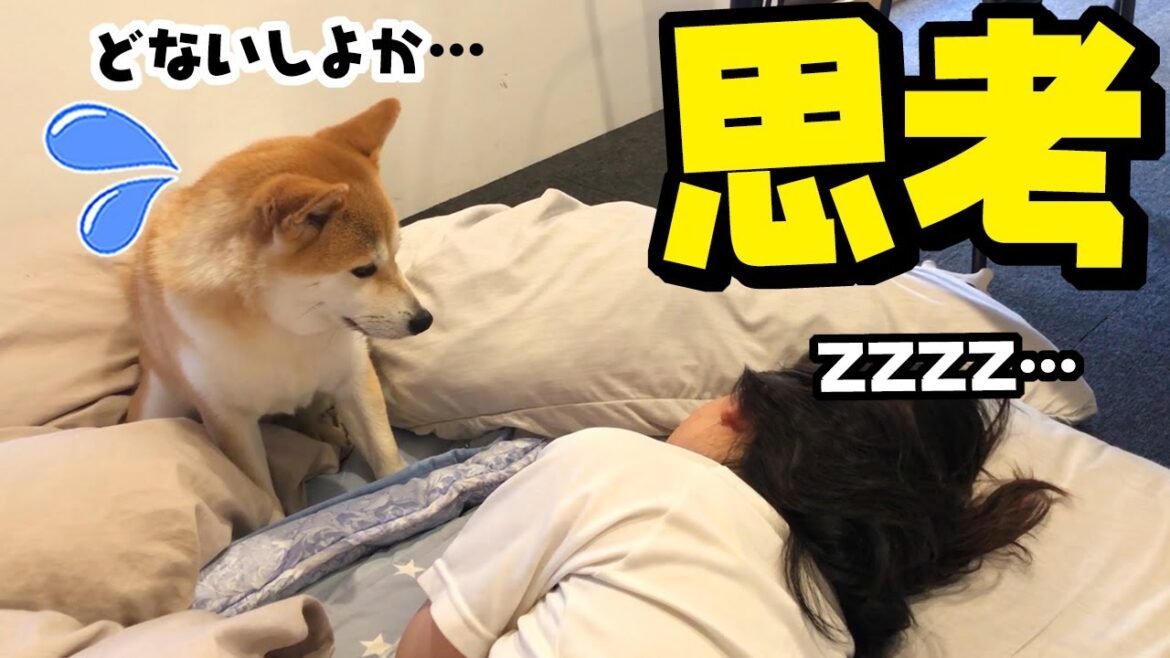 娘に起きて欲しくてあれこれ試行錯誤する柴犬ちくわが可愛い