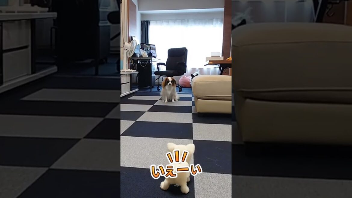 おもちゃ怖いワン！ #パピヨン犬 #かわいい犬 #可愛い犬