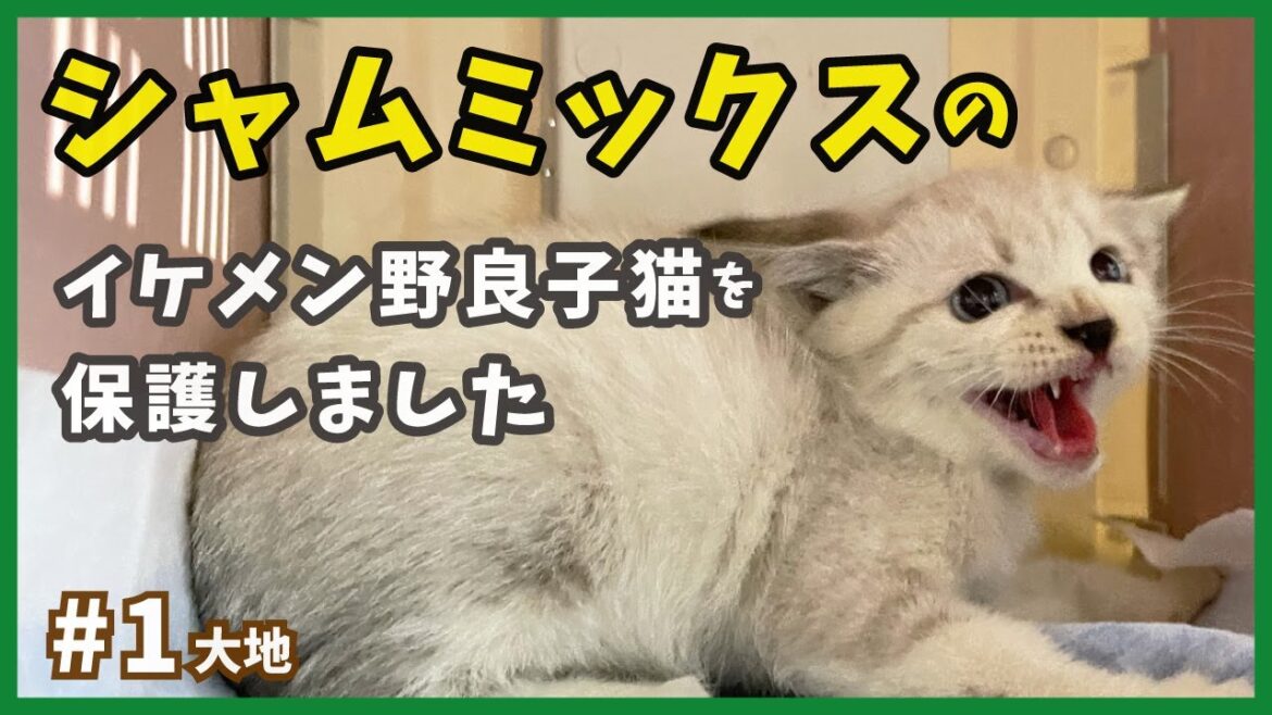 【保護 シャムミックス】強気な威嚇のイケメン子猫がやって来た！【野良シャム・大地1】/ Kitten  protection