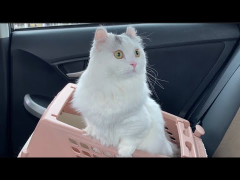 ちょいとドジな短足猫ってこんな感じ ちょいとドジな短足猫ってこんな感じ