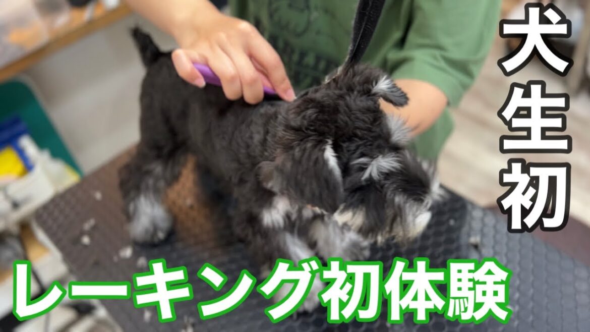 生後4ヶ月で初めてのレーキングに挑戦するパピーのミニチュアシュナウザー!(ラスティちゃん) 生後4ヶ月で初めてのレーキングに挑戦するパピーのミニチュアシュナウザー!(ラスティちゃん)