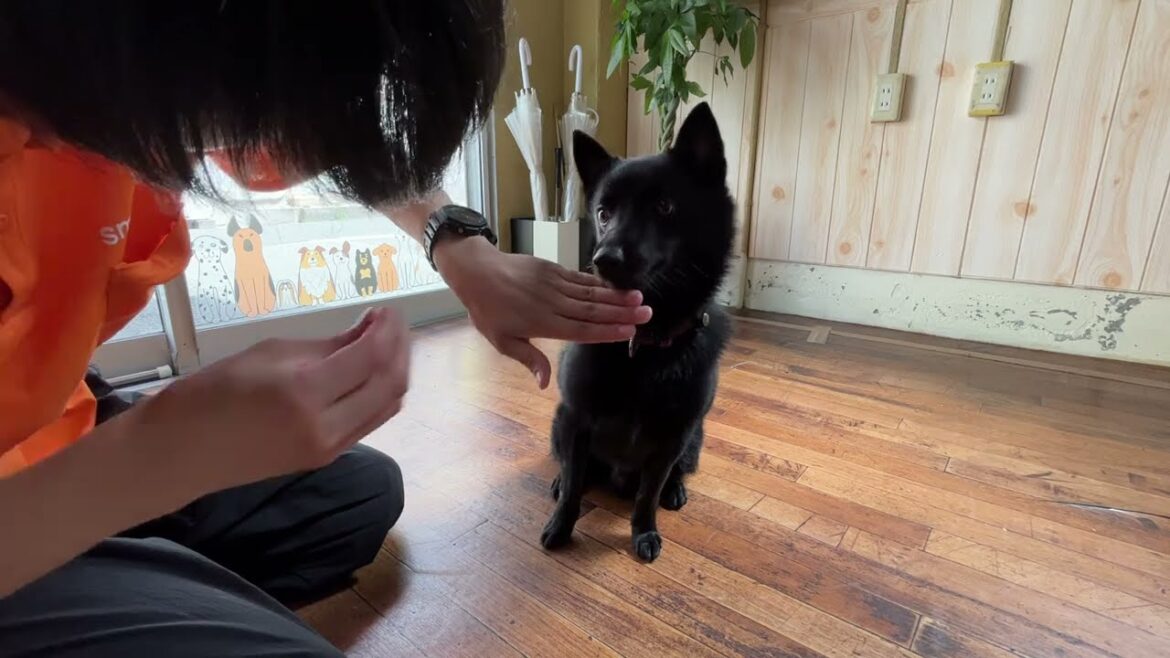 スキッパーキの”オセルくん”と”いないいないばぁ”に挑戦！