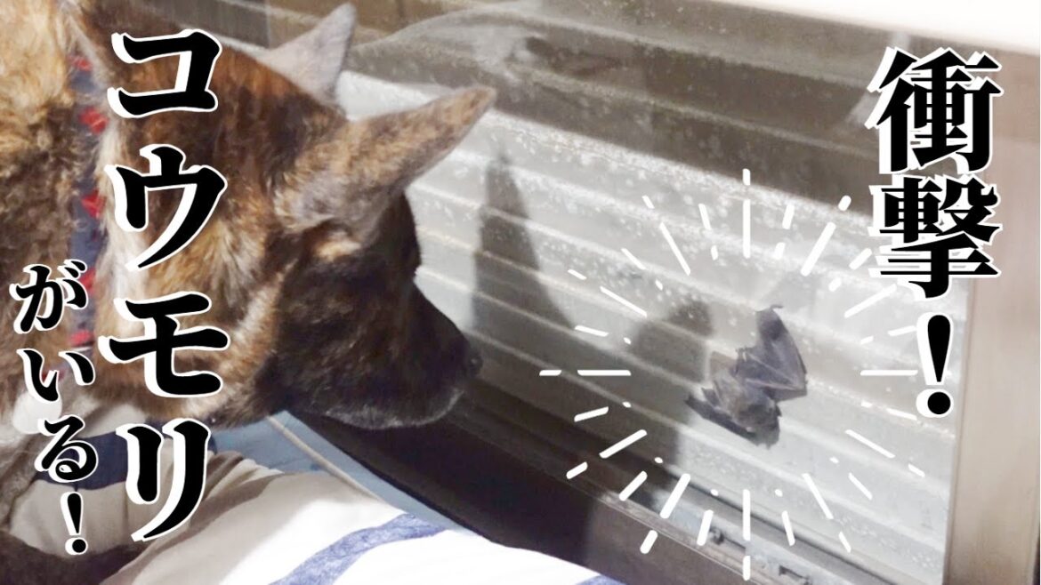 【事件】家の窓にコウモリが挟まってる!甲斐犬大興奮で大変な事に!!【柴犬・甲斐犬】 【事件】家の窓にコウモリが挟まってる!甲斐犬大興奮で大変な事に!!【柴犬・甲斐犬】