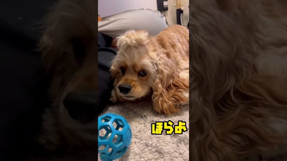 反抗期なイッヌ