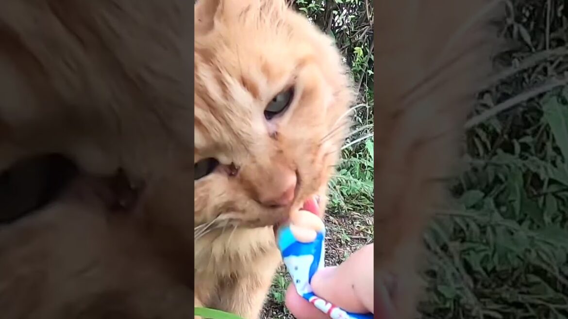 茶猫のチャロと茶太郎にごはんをあげました。I gave food to the brown cat Charo and Chataro. Vol.686-1 #cat #さくらねこ #ねこ 茶猫のチャロと茶太郎にごはんをあげました。I gave food to the brown cat Charo and Chataro. Vol.686-1 #cat #さくらねこ #ねこ