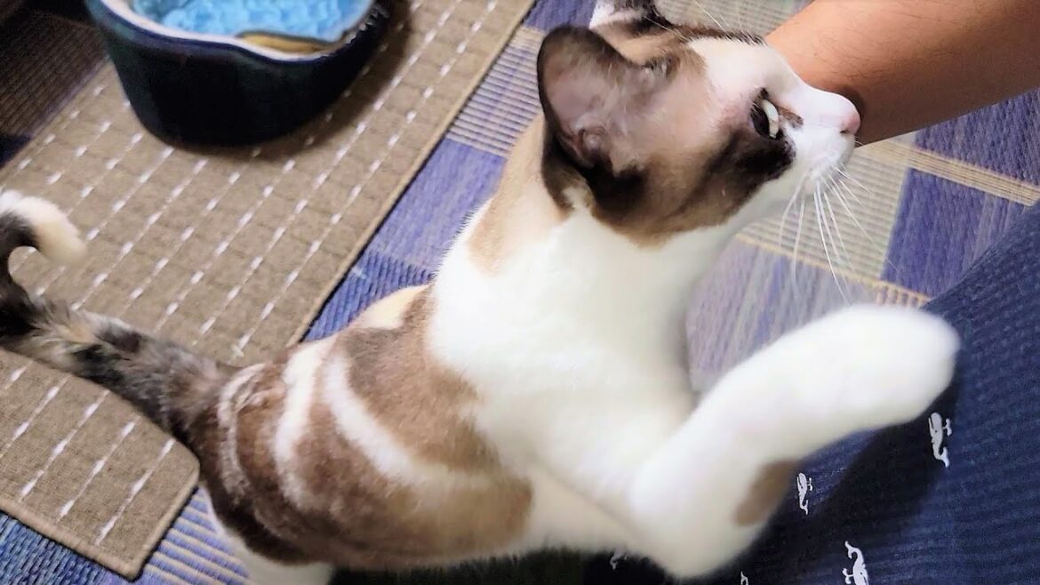 帰宅直後にペポ猫に咄嗟に抱き付かれた結果🤪 帰宅直後にペポ猫に咄嗟に抱き付かれた結果🤪