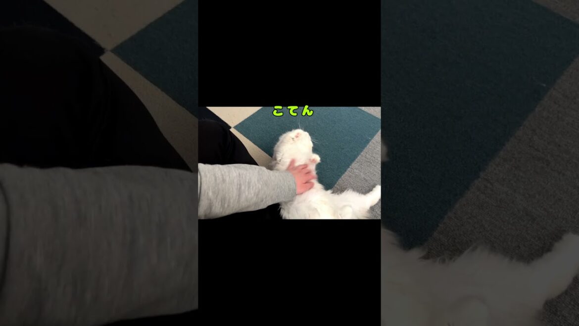 【撫でてほしい猫】 #shorts #ラガマフィン #猫 【撫でてほしい猫】 #shorts #ラガマフィン #猫