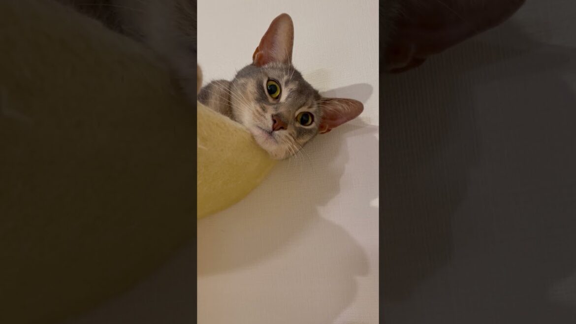 寛ぎすぎた猫の末路 #shorts #猫 #アビシニアン