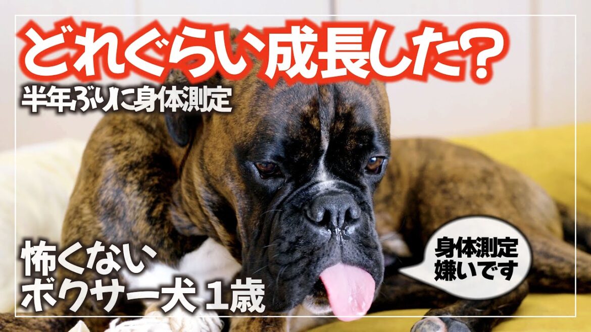 1歳4か月のボクサー犬の身体測定【半年の成長】