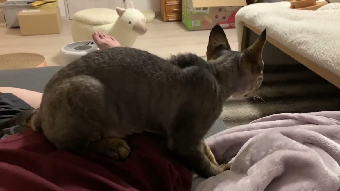 デボンレックス子猫が私の上に乗ってふみふみしています(Devon Rex kitten getting on me and making biscuits)