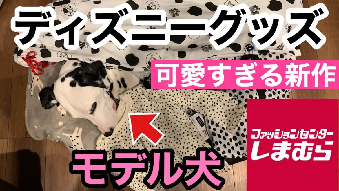 【しまむら】新作で低コストのディズニー商品をダルメシアンがモデルになって紹介。ダルメシアン#しまむら#ディズニー