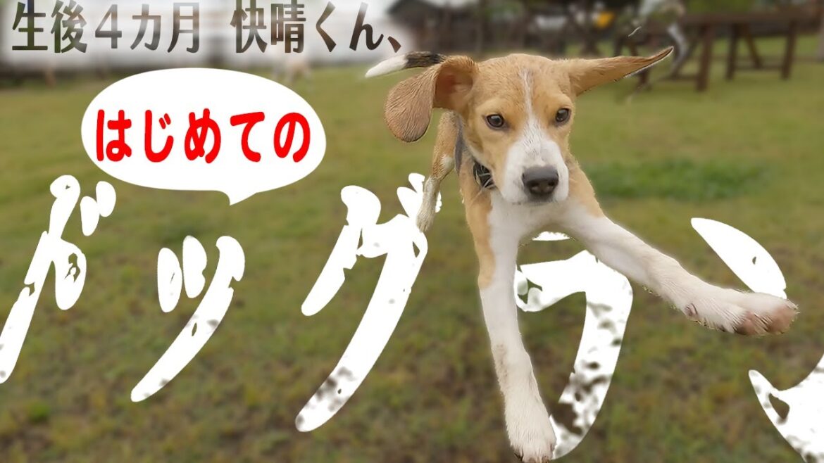 生後４カ月のビーグル。ドッグランではじめて遊ぶ。